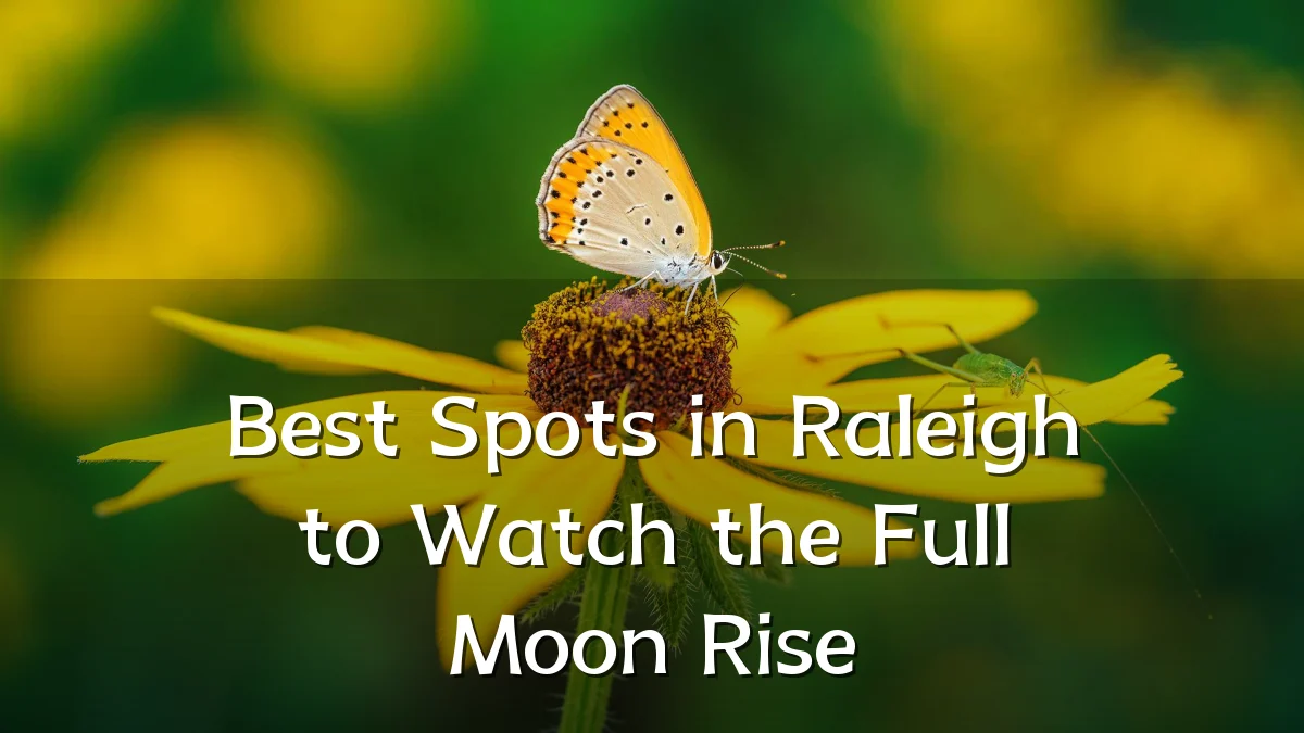 Best Spots in Raleigh to Watch the Full Moon Rise
