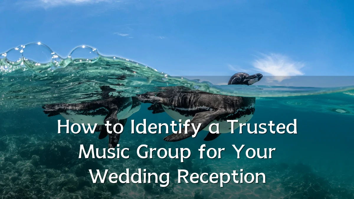 How to Identify a Trusted Music Group for Your Wedding Reception